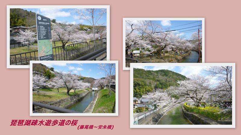ファイル 1131-2.jpg