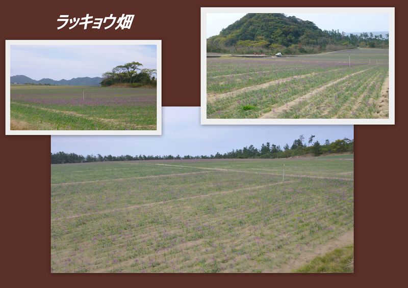 ファイル 1148-2.jpg