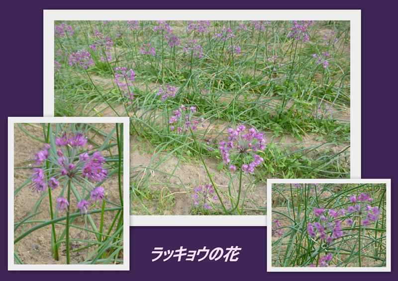 ファイル 1148-3.jpg